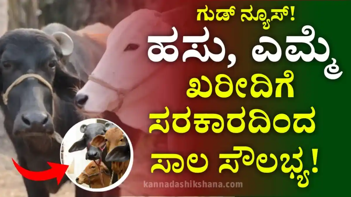 Cow And Buffalo Farming Loan