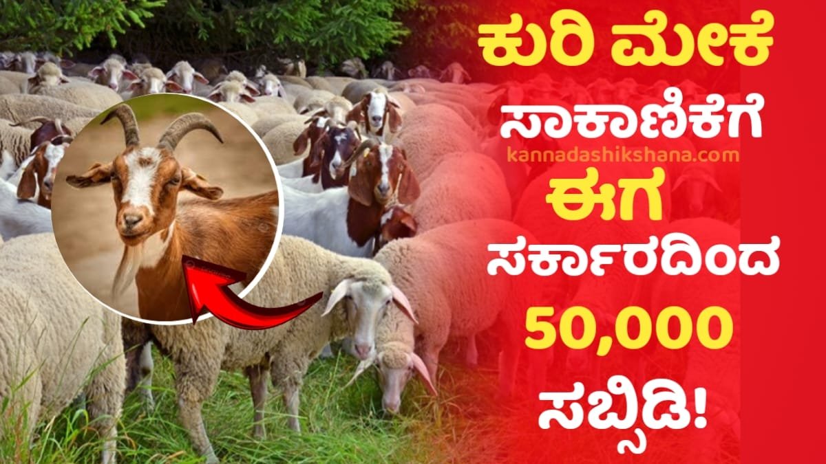 Goat Farming Scheme