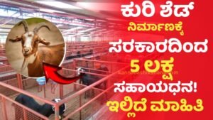 Sheep And Goat Subsidy Scheme